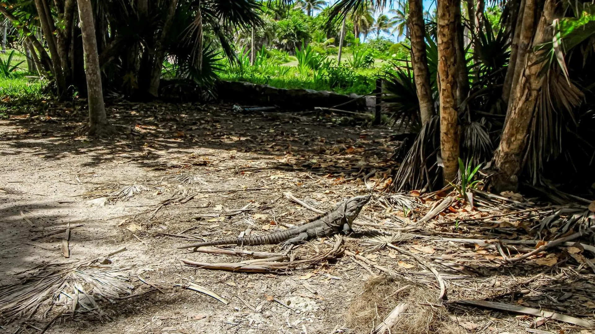 Solemn Peaceful 101 At La Veleta Apartment Tulum Mexico